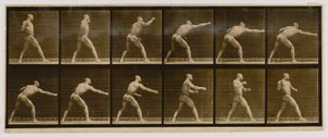 Boxer, der einen Schlag ausführt, aus dem Buch Animal Locomotion
