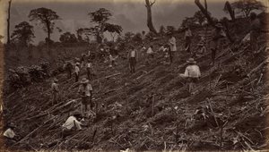 Anlegen einer Kaffeeplantage in Antigua de Guatemala von Eadweard Muybridge