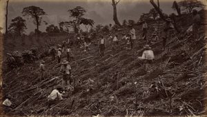 Anlage einer Kaffeeplantage in Antigua Guatemala von Eadweard Muybridge