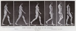 Die menschliche Figur in Bewegung: Einige Phasen im Gehen eines Athleten von Eadweard Muybridge