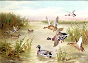 Enten im Flug