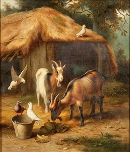Ziegen und Tauben in einem Bauernhof