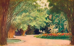 Ein Bambushain - Botanische Gärten, 1914
