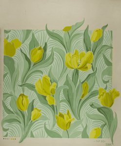Tulpe