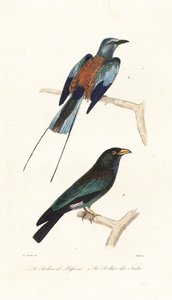 Abyssinischer Roller und Dollarvogel