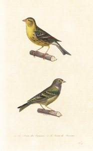Atlantik-Kanarienvogel und Europäischer Girlitz