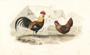 Hahn und Henne, Phasianus gallus von Edouard (after) Travies