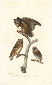 Uhu, Waldohreule und Zwergohreule