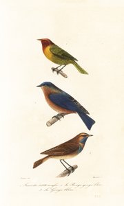 Nashville-Waldsänger, Östlicher Blaukehlchen und Blaukehlchen