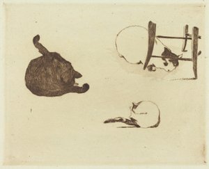 Die Katzen