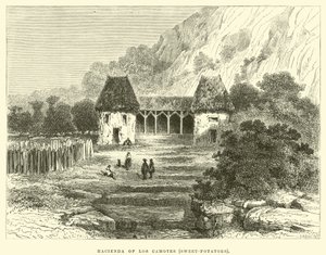 Hacienda von Los Camotes, Süßkartoffeln