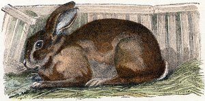 Hauskaninchen - „Alphabet illustriert Tiere“ 19. Jahrhundert