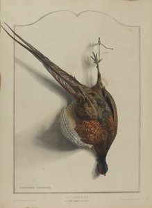 Die Jagd: Der Gemeine Fasan