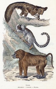 Affen - „Alphabet illustriert Tiere“ 19. Jahrhundert von Edouard Travies
