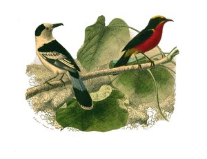 Naturgeschichtstafel: Zoologische Tafel, die nachtaktive Raubvögel darstellt. Der Vanga und der Gonolek. Tafel aus den neun Bänden über Vögel in „Gesammelte Werke von Buffon“ geschrieben von dem Naturforscher Georges Louis Leclerc, Graf von Buffon von Edouard Travies