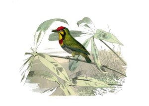Naturgeschichtstafel: Zoologische Tafel, die Klettervögel darstellt. Der Bartvogel hat eine gelbe Kehle. Tafel aus den neun Bänden über Vögel in „Gesammelte Werke von Buffon“ von Naturforscher Georges Louis Leclerc, Graf von Buffon von Edouard Travies