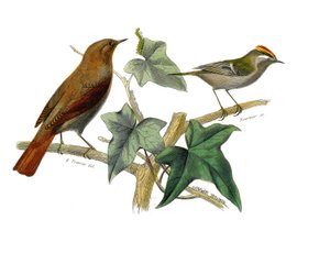 Zoologische Tafel: Schnabelvögel. Die Nachtigall und der König. Tafel aus den neun Bänden über Vögel in „Gesammelte Werke von Buffon“ von Georges Louis Leclerc, Graf von Buffon von Edouard Travies