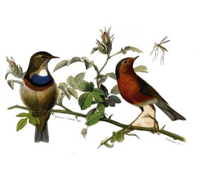 Naturgeschichte Platte: Zoologische Tafel, die Insektenfresser darstellt von Edouard Travies