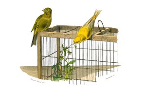 Naturgeschichtstafel: Zoologische Tafel, die koniroströse Sperlingsvögel (konischer Schnabel) darstellt. Die Kanarienvögel. Tafel aus den neun Bänden über Vögel in „Gesammelte Werke von Buffon“ geschrieben von dem Naturforscher Georges Louis Leclerc, Gra von Edouard Travies