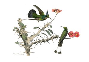 Zoologische Tafel: Körnerfresser. Der Wiedehopf-Fliegenvogel und der Schneeschuh-Fliegenvogel. Tafel aus den neun Bänden über Vögel in „Gesammelte Werke von Buffon“ von Georges Louis Leclerc, Graf von Buffon von Edouard Travies