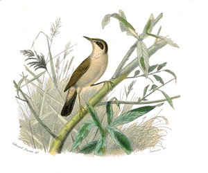 Naturgeschichtstafel: Zoologische Tafel, die konischschnäbelige Sperlingsvögel darstellt. Der Rotkopf. Tafel aus den neun Bänden über Vögel in „Werke komplett von Buffon“ geschrieben von Naturforscher Georges Louis Leclerc, Graf von Buffon (1707-1788) von Edouard Travies
