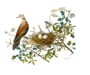 Naturgeschichtstafel: Zoologische Tafel, die Hühnervögel darstellt: die Taube in der Nähe ihres Nestes. Tafel aus den neun Bänden über Vögel in „Gesammelte Werke von Buffon“ von Naturforscher Georges Louis Leclerc, Graf von Buffon (1707-1788) zwischen 1749 von Edouard Travies