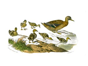 Naturgeschichtstafel: Zoologische Tafel, die lamellenschnäbelige Schwimmvögel darstellt. Die Entenweibchen und ihre Jungen. Tafel aus den neun Bänden über Vögel in „Gesammelte Werke von Buffon“ von Naturforscher Georges Louis Leclerc von Edouard Travies