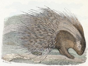 Stachelschwein - „Alphabet illustriert Tiere“ 19. Jahrhundert (Gravur)
