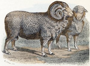 Schaf - „Alphabet illustriert Tiere“ 19. Jahrhundert