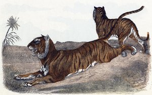 Tiger - „Alphabet illustriert Tiere“ 19. Jahrhundert von Edouard Travies