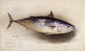 Fischstudie (Bonito-Thunfisch) von Eduard Hildebrandt