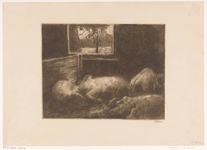 Schweine im Stall