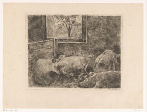 Schweine im Stall