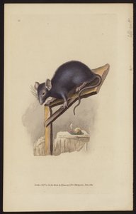 Schwarze Ratte (farbige Gravur) von Edward (after) Donovan