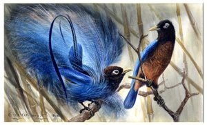 Blauer Paradiesvogel