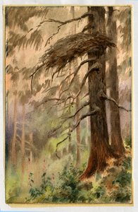 Habichtsnest, 1898-99