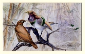 Königsvogel des Paradieses, 1909 von Edward Adrian Wilson
