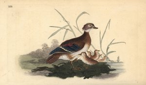 Karolinasäger (Weibchen und Jungtiere). Handkolorierte Kupferplatte gezeichnet und graviert von Edward Donovan aus seiner Natural History of British Birds, London von Edward Donovan