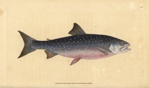 Arktische Saibling, Salvelinus alpinus alpinus. Handkolorierte Kupferstichzeichnung und -gravur von Edward Donovan aus seiner „Natural History of British Fishes“, Donovan und F.C. und J. Rivington, London