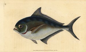 Atlantischer Brachsen, Brama brama. Handkolorierte Kupferstichzeichnung und -gravur von Edward Donovan aus seiner „Natural History of British Fishes“, Donovan und F.C. und J. Rivington, London