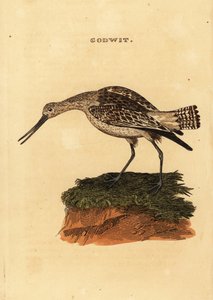 Pfuhlschnepfe, Limosa lapponica