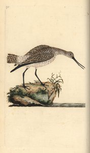 Pfuhlschnepfe, Limosa lapponica. Handkolorierte Kupferstichzeichnung und -gravur von Edward Donovan aus seinem eigenen „Natural History of British Birds“, London