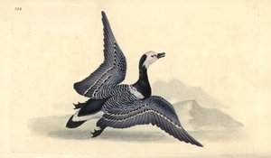 Ringelgans, Branta leucopsis. Handkolorierter Kupferstich von Edward Donovan aus seiner eigenen „Natural History of British Birds“, London