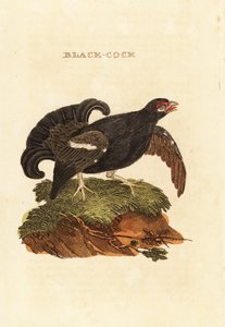 Birkhuhn, Tetrao tetrix
