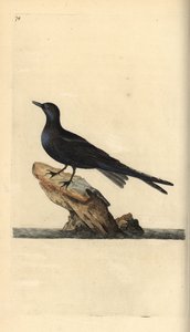 Trauerseeschwalbe, Chlidonias niger. Handkolorierte Kupferstichzeichnung und -gravur von Edward Donovan aus seiner Natural History of British Birds, London von Edward Donovan