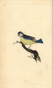 Blaumeise, Cyanistes caeruleus. Handkolorierte Kupferstich von Edward Donovan aus seiner Natural History of British Birds, London