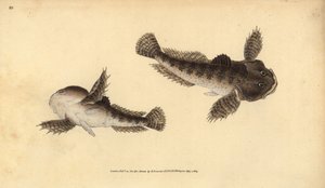 Koppe, Cottus gobio. Handkolorierte Kupferstichzeichnung und -gravur von Edward Donovan aus seiner „Natural History of British Fishes“, Donovan und F.C. und J. Rivington, London von Edward Donovan