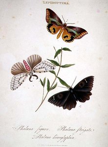 Schmetterlinge: Phalaena Figura; Phalaena Strigata und Phalaena Hieroglyphica, veröffentlicht vom Künstler von Edward Donovan