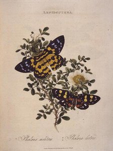 Schmetterlinge: Phalaena Militaris, Phalaena Lectrix, veröffentlicht vom Künstler