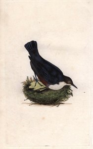 Wasseramsel. Cinclus cinclus. Kupferstich von Edward Donovan, veröffentlicht in Histoire naturelle des oiseaux britanniques, London von Edward Donovan